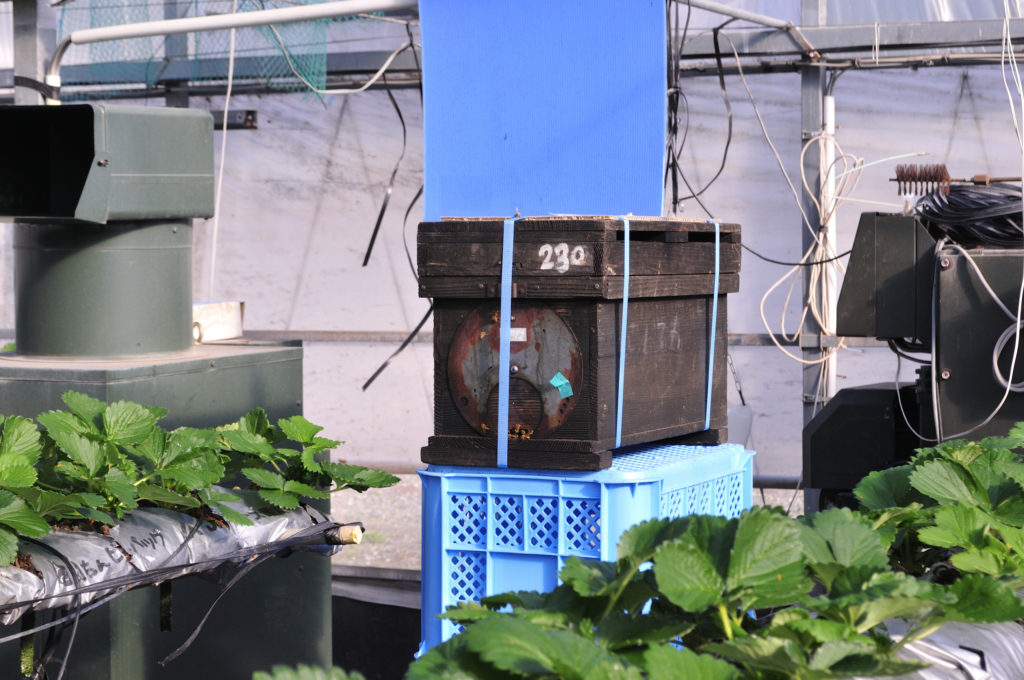 小豆島のいちご　女峰いちご　ミツバチ放飼