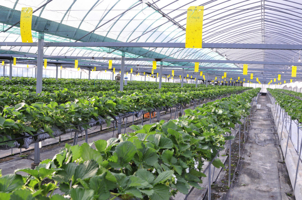 小豆島のいちご　女峰いちご