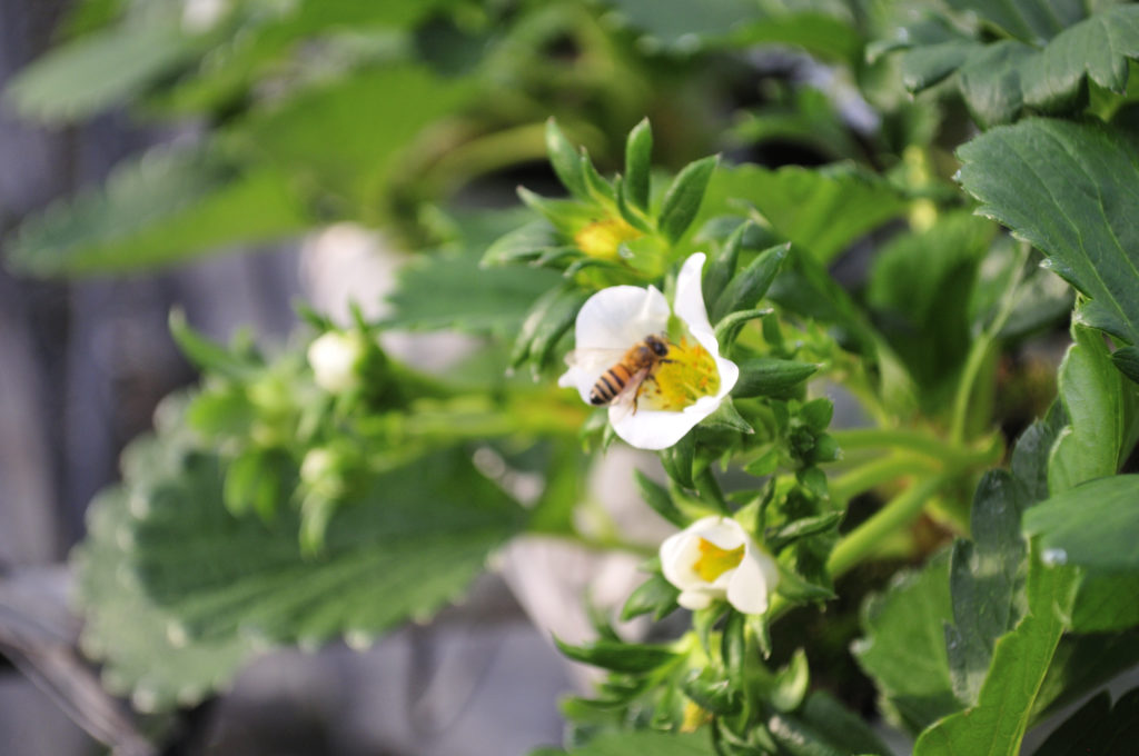 小豆島のいちご　女峰いちご