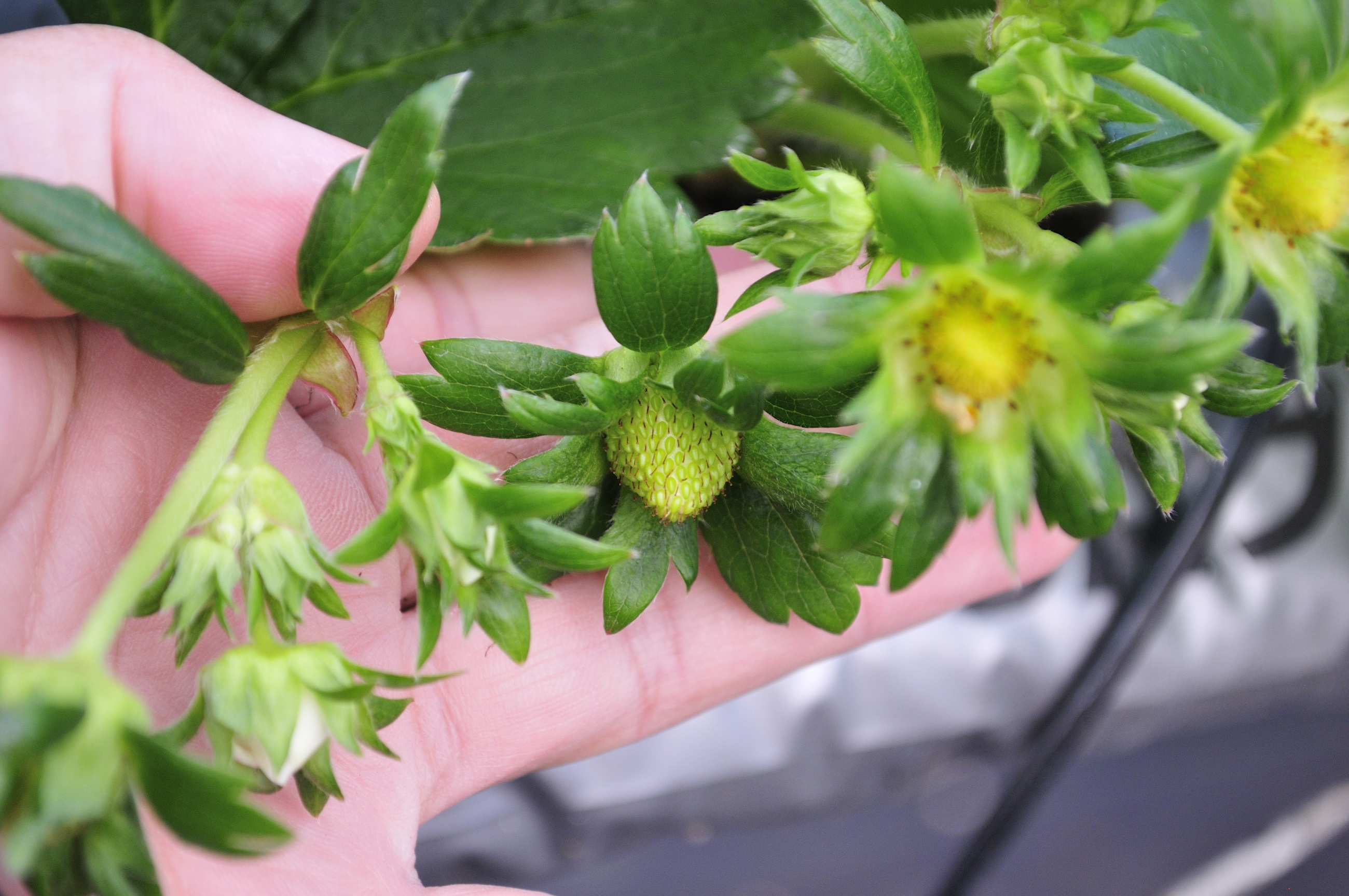 小豆島のいちご　女峰いちご