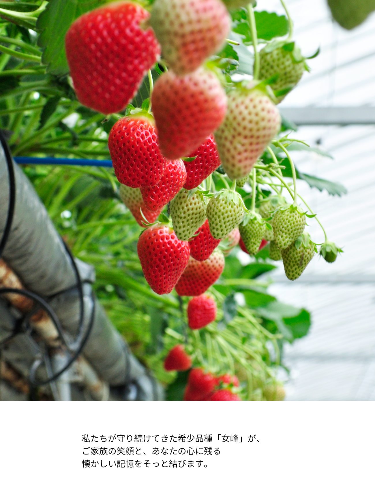 2ヘッダー 小豆島のいちご 女峰いちご