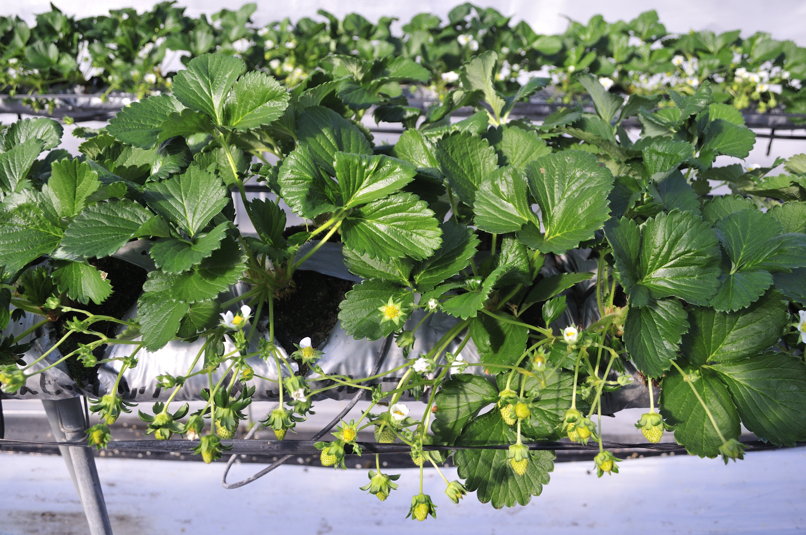 小豆島のいちご　女峰いちご　摘花後