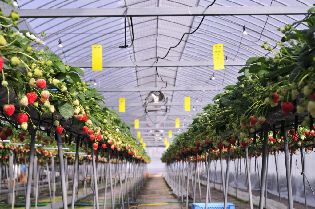 小豆島のいちご　恋みのり　生育状況　1/20