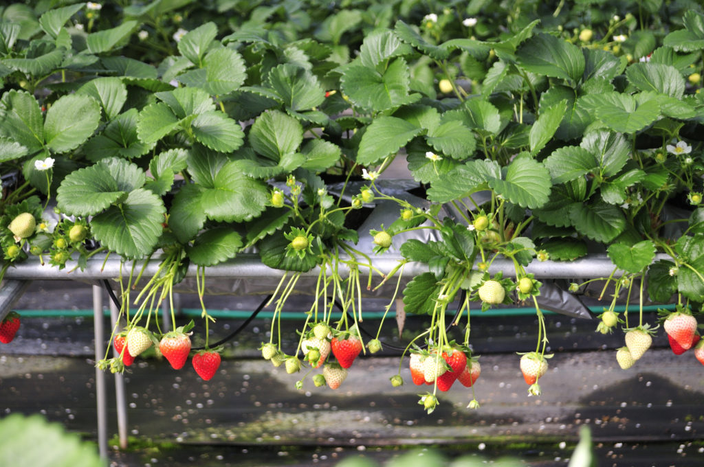 小豆島のいちご　恋みのり　生育状況　1/20