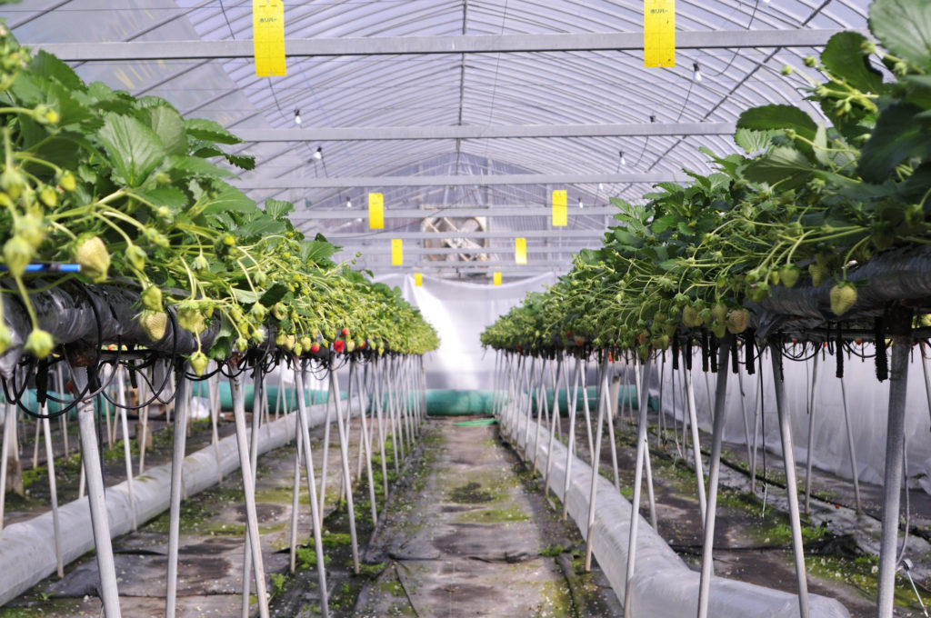 小豆島のいちご　女峰いちご　生育状況1/20