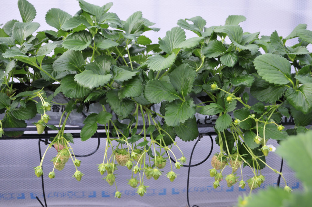小豆島のいちご　女峰いちご　生育状況1/20