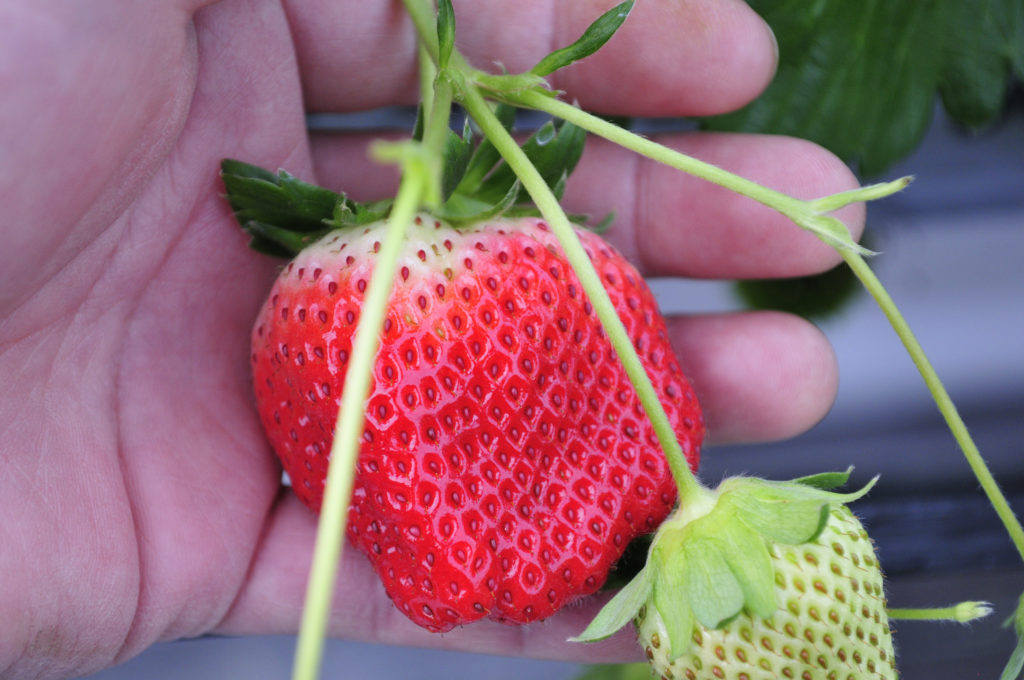 小豆島のいちご　女峰いちご　生育状況1/20