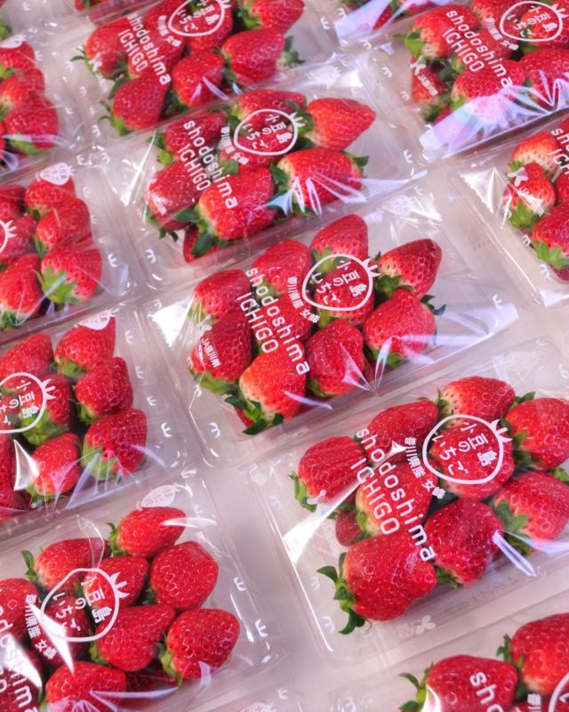 服部 峻昇 苺（いちご）蒔絵 お盆 2026年最新】服部_峻昇の人気